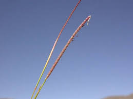 Image result for Microchloa