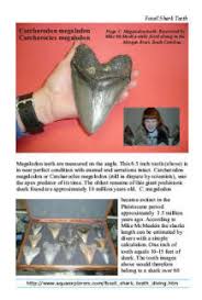 The Fossil Shark Tooth And River Diving Artifact Guide