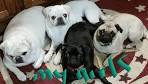 Pug Breeder | AKC White Pugs | USA | Ohio