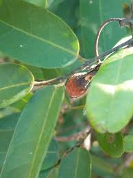 Image result for Hexalobus