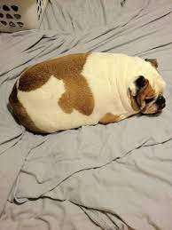 With tenor, maker of gif keyboard, add popular fat dog meme animated gifs to your conversations. Dog Loaf Fluffy Animals Bulldog Meme English Bulldog Puppies
