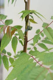 Image result for Toona