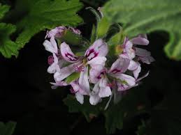 Image result for Pelargonium graveolens