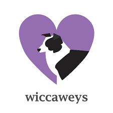 Ready to leave ready to leave: Home Border Collie Working Sheepdog Rescue Wiccaweys