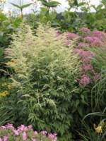It is native to eastern north america from the extreme south of ontario to central georgia. Stauden Stade Versand Shop Cimicifuga Ramosa Hillside Black Beauty September Silberkerze Hier Bestellen