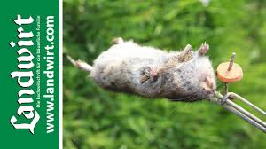 Wir haben wühlratten keine mäuse, unsere sind viel größer als wühlmäuse und mit gift ist denen irgendwie beizukommen. Wuhlmause Fangen Landwirt Com Youtube