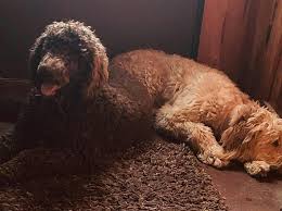 Puppies can leave for your home around the end of june puppies will be raised in our loving we have this amazing standard goldendoodle puppy awaiting her furever home. Beattie S F1b Goldendoodle Puppies Home Facebook