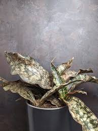 Image result for Kraussia kirkii