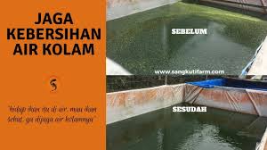 Tips Trik Cara Membersihkan Kolam Terpal Youtube