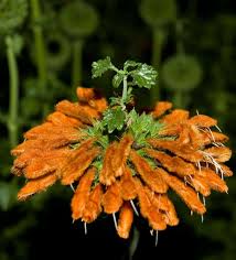 Image result for Leonotis