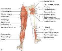 Figure 3 3 Major Muscles Of The Lower Extremities A Front View B Back View Deeper Muscles Are Shown On The Le Medical Knowledge Body Diagram Anatomy