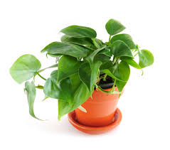 We offers wide range of best indoor plants for home, office, decoration with flowers and pots. Houseplant Plant Britannica