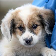 Terrier Mix Mix Chihuahua Crossed With Shih Tzu Puppies Chihuahua And Saint  Bernard — Stock Photo ©