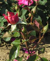We did not find results for: Modern Roses 4 Large Flowered Shrub Darling Jenny