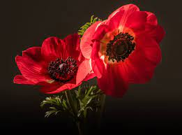 Pin By Sam On Adrien Price The Price Legacy Red Anemone Goddess Of Love Anemone