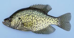 Destination, charter, or captain name: Black Crappie Pomoxis Nigromaculatus Fishing
