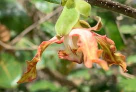 Image result for Monodora grandidieri