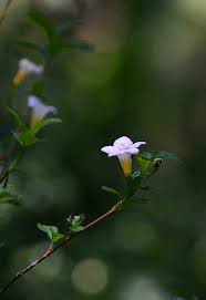 Image result for Mostuea brunonis