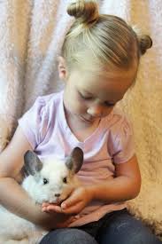 A chinchilla could possibly bite a child out of fear. Chinchillas As Low Maintenance Pets A Little Spunk Y Como Magazine