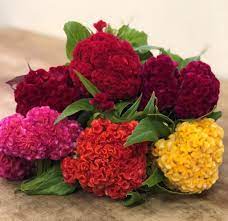 Celosia Cockscomb Mix 50 200 Seeds The Gardener S Workshop Summer Flowers Garden Organic Gardening Tips Celosia Flower