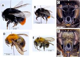 Image result for Bombus lapidarius