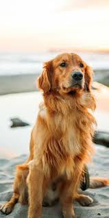 Pin By Tugba On Animals Golden Retriever Cute Dogs Cute Dog Wallpaper