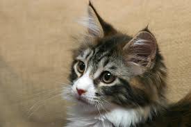 Ucretsiz Maine Coon Kedi Merhamet Stok Fotograf Freeimages Com