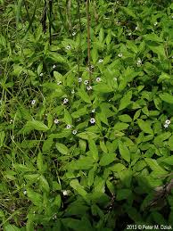 Image result for Landolphia lanceolata