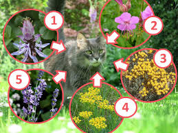 Nur allzu oft nutzen die vierbeinigen mäusefänger diese stellen als willkommene einladung. Pflanzen Gegen Katzen Im Garten Gartentipps
