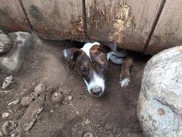 How to prevent dogs from digging. What To Do If Your Dog Digs Paws Abilities