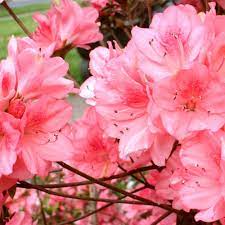 National Plant Network 2 25 Gal Azalea Wakaebisu Flowering Shrub With Salmon Blooms Hd7031 The Home Depot Flowering Shrubs Beautiful Flowers Pictures Beautiful Flowers Photography