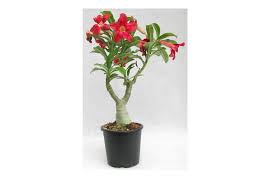 Flowering indoor bonsai tree for sale. Bonsai Plants A Fascinating Sculptural Plant For Your Garden Most Searched Products Times Of India