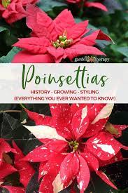 Get To Know Your Poinsettias History Growing And Styling Garden Therapy Poinsettia Care Poinsettia Poinsettia Plant