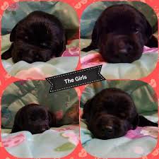 21 to 40 of 90 results. Lab Puppies For Sale Virginia