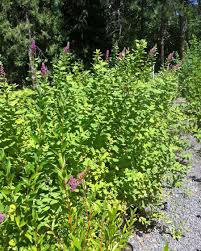 Image result for Spiraea douglasii