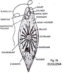 Structure Of Euglena With Diagram Zoology