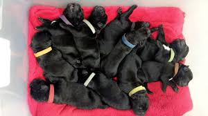 Italica cane corso presents puppies are available!! Cane Corso Puppies For Sale Dallas Tx 173667 Petzlover