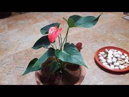 Pin On Gardening