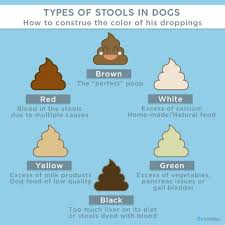 Healthy Puppy Poop Chart Are My Dogs Feces Normal