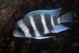 Image result for Tetradenia tanganyikae