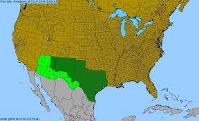 Image result for Janusia