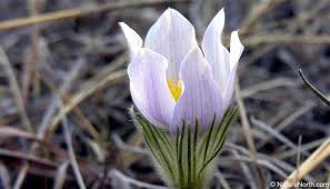 Image result for crocus flower pic