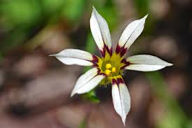Image result for Sisyrinchium micranthum