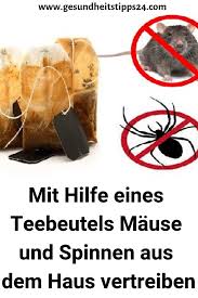 Mit Hilfe Eines Teebeutels Mause Und Spinnen Aus Dem Haus Vertreiben Backofenputzen Reinigung Mause Spinnen Einesteebeutels Tips Life Hacks Cleaning