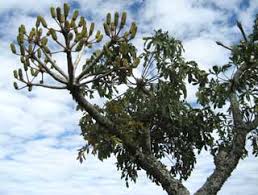 Image result for Cussonia arenicola