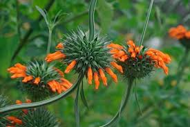 Image result for Vernonia nepetifolia