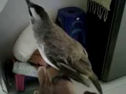 Ciri khas suara lovebird, adalah ngekek, semakin lama durasi ngekeknya, maka harganya akan naik dan di anggap memiliki suara yang berkualitas. Suara Trucukan Panjang