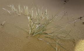 Image result for Stipagrostis