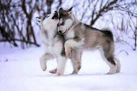 Here we see an incomplete picture of a wolf which needs to be completed. Cute Baby Wolf Wallpapers Wolf Wallpapers Pro