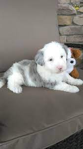 Sheepadoodle prices fluctuate based on many factors. Charlotte Mini Sheepadoodle Puppy For Sale In Sugarcreek Oh Happy Valentines Day Happyvalentinesday2016i